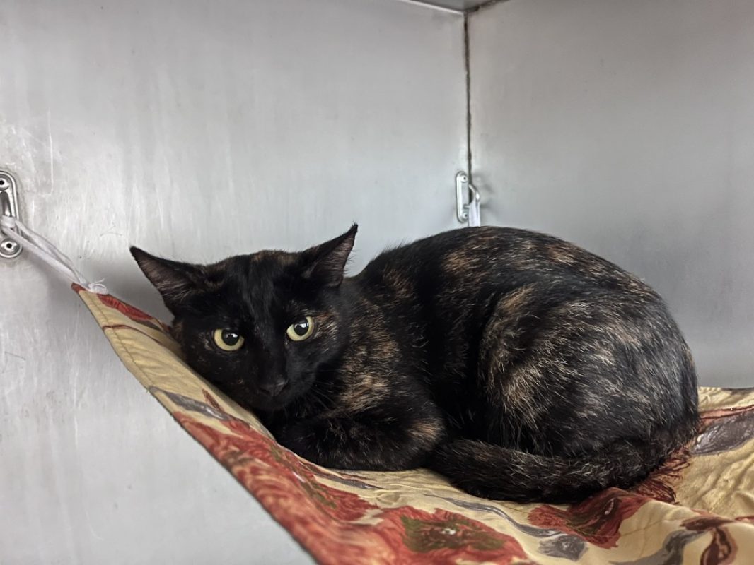 Isa - Chat Européen à adopter