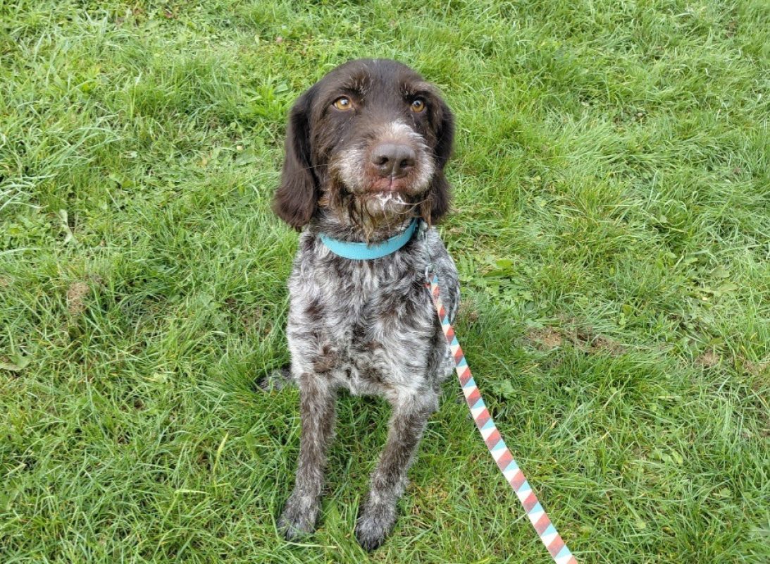 Pilou - Chien Drahthaar à adopter