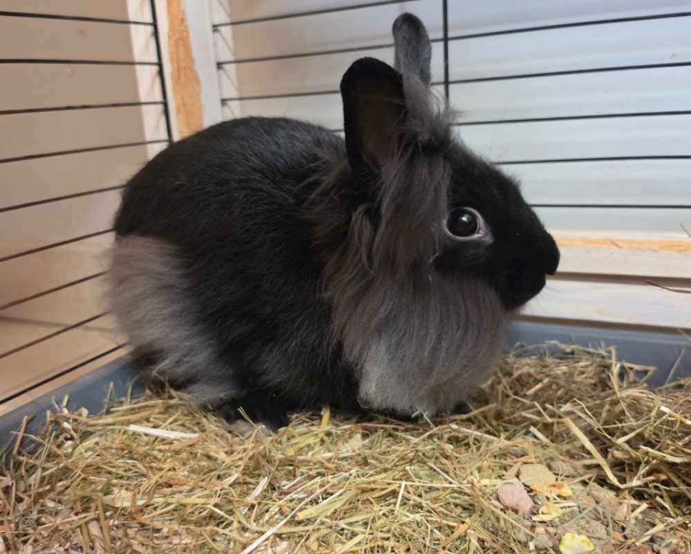Barbe noire - Rongeur Lapin à adopter