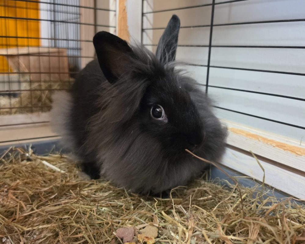 Barbe noire - Rongeur Lapin à adopter - photo 2
