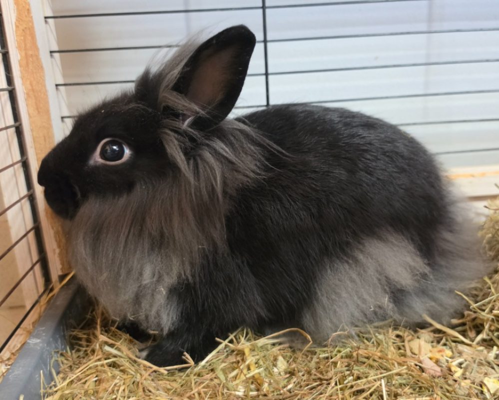Barbe noire - Rongeur Lapin à adopter - photo 3