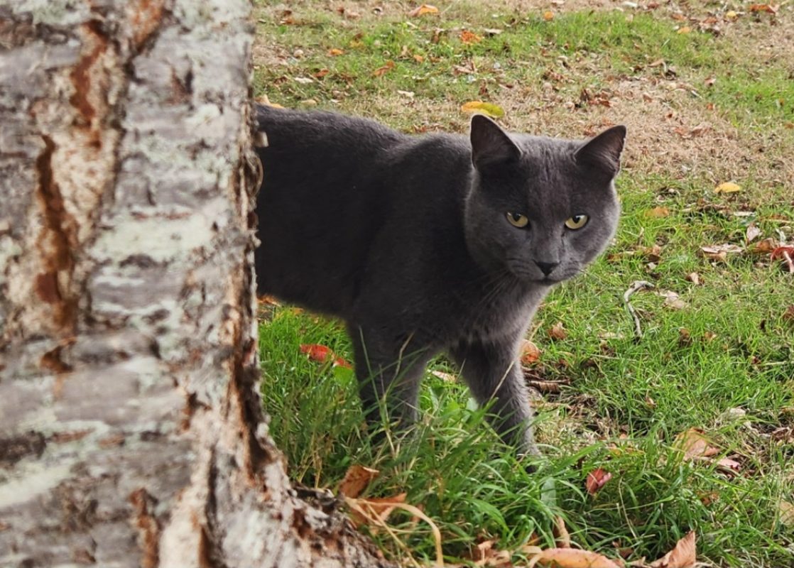 Waru - Chat Européen à adopter