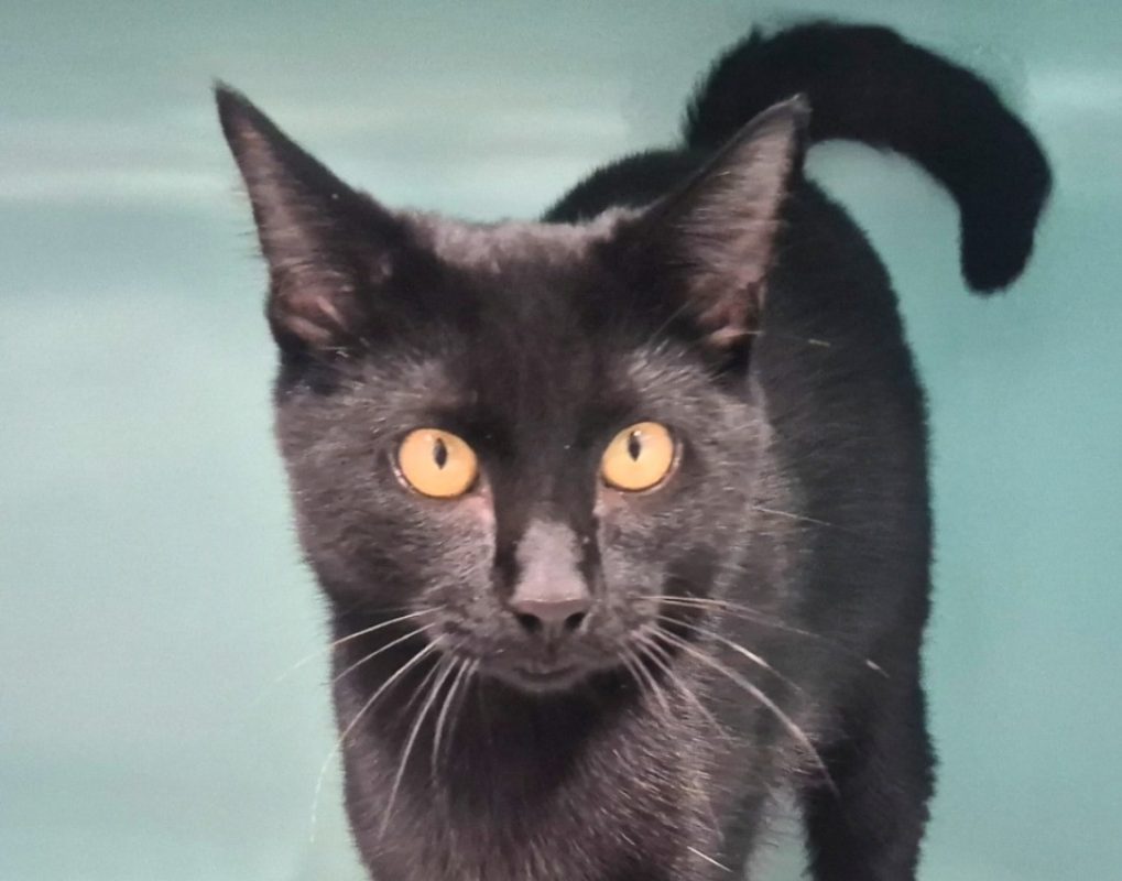 Ebène - Chat Européen à adopter
