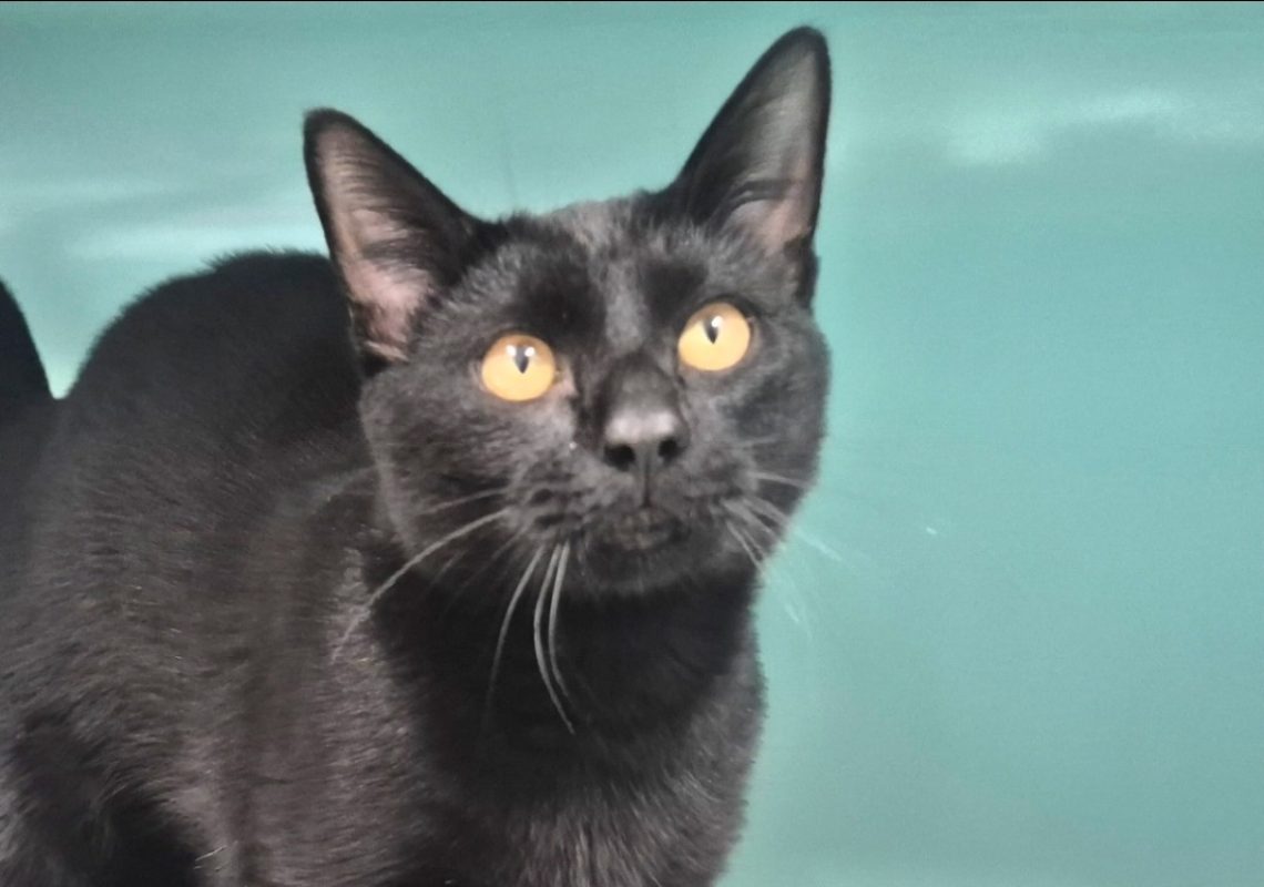 Ebène - Chat Européen à adopter - photo 2