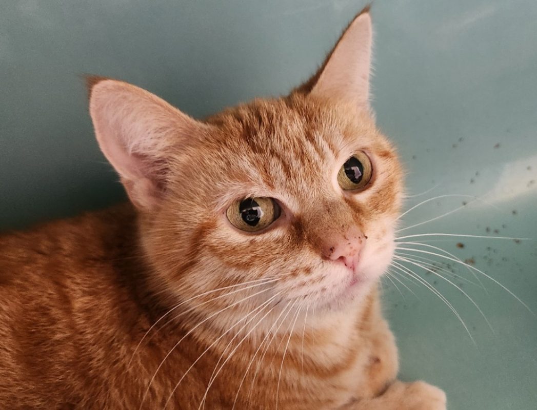 Borealis - Chat Européen à adopter