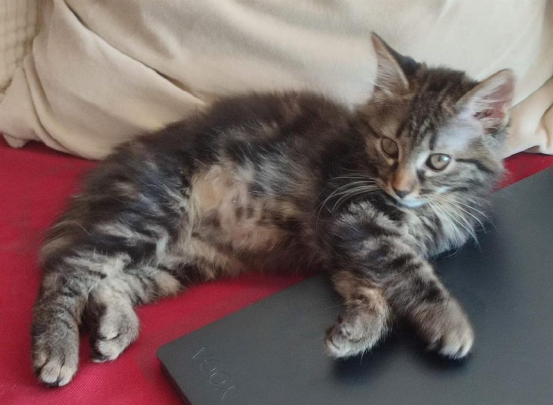 Alya - Chat Européen à adopter