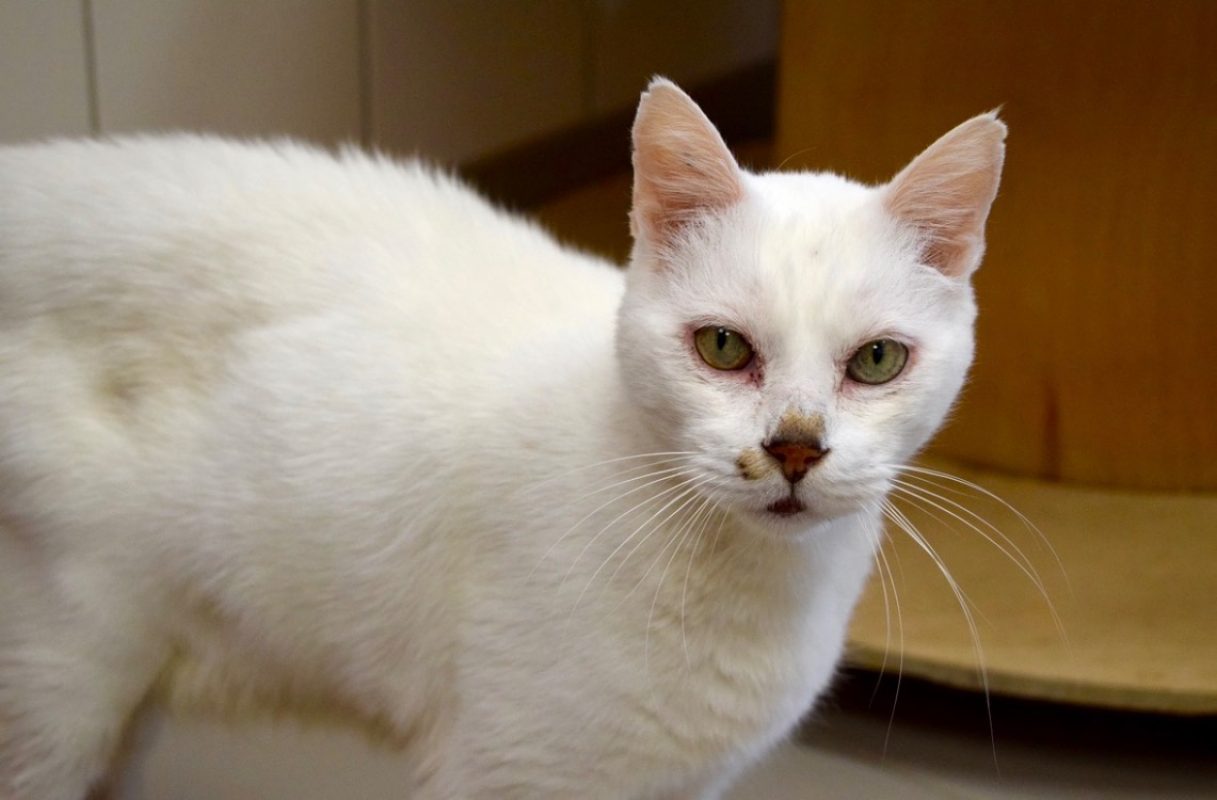 Bart - Chat Européen à adopter