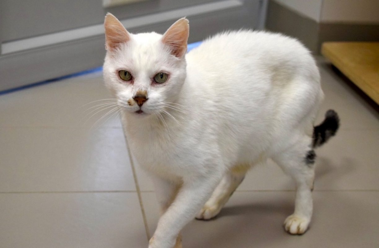 Bart - Chat Européen à adopter - photo 2