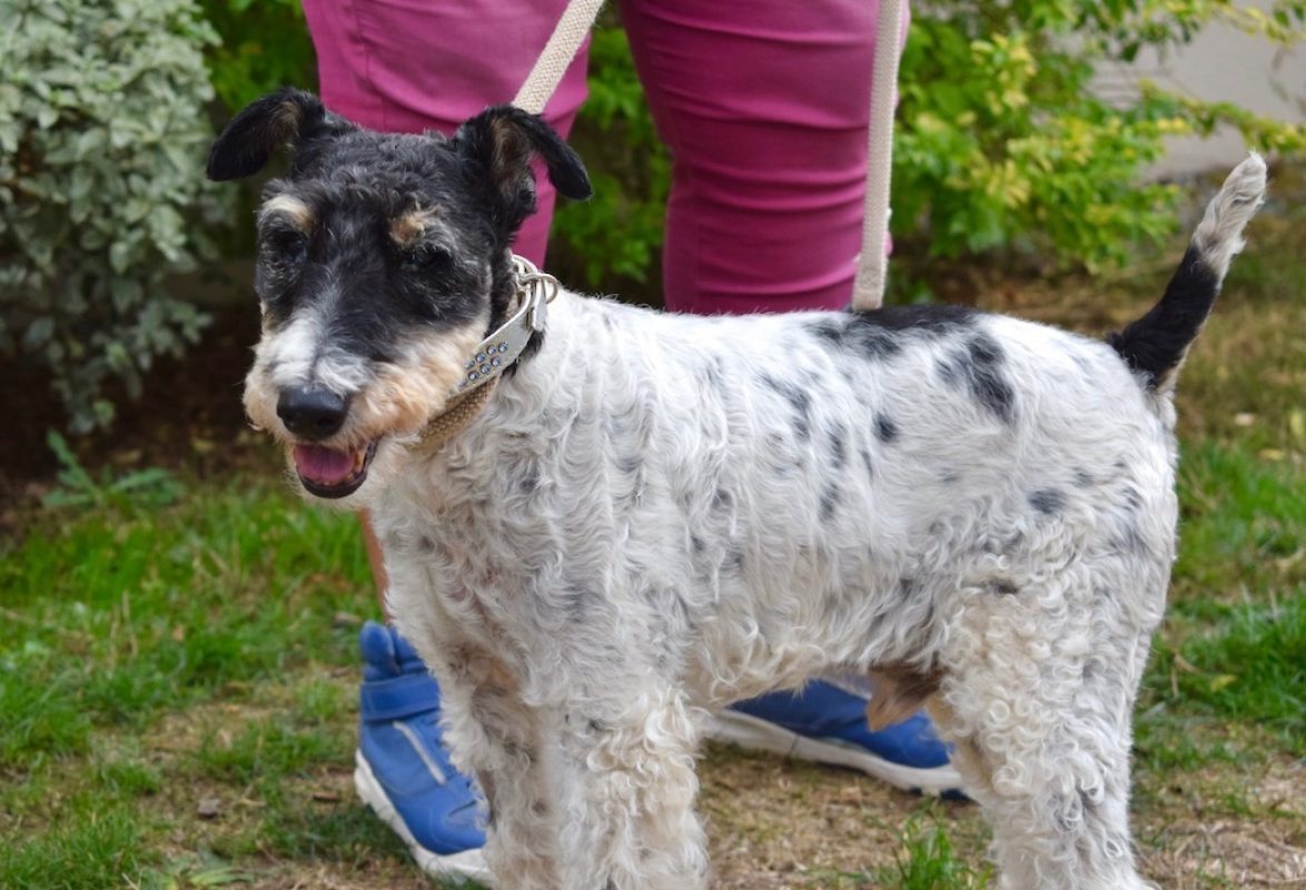 Virgule - Chien à adopter