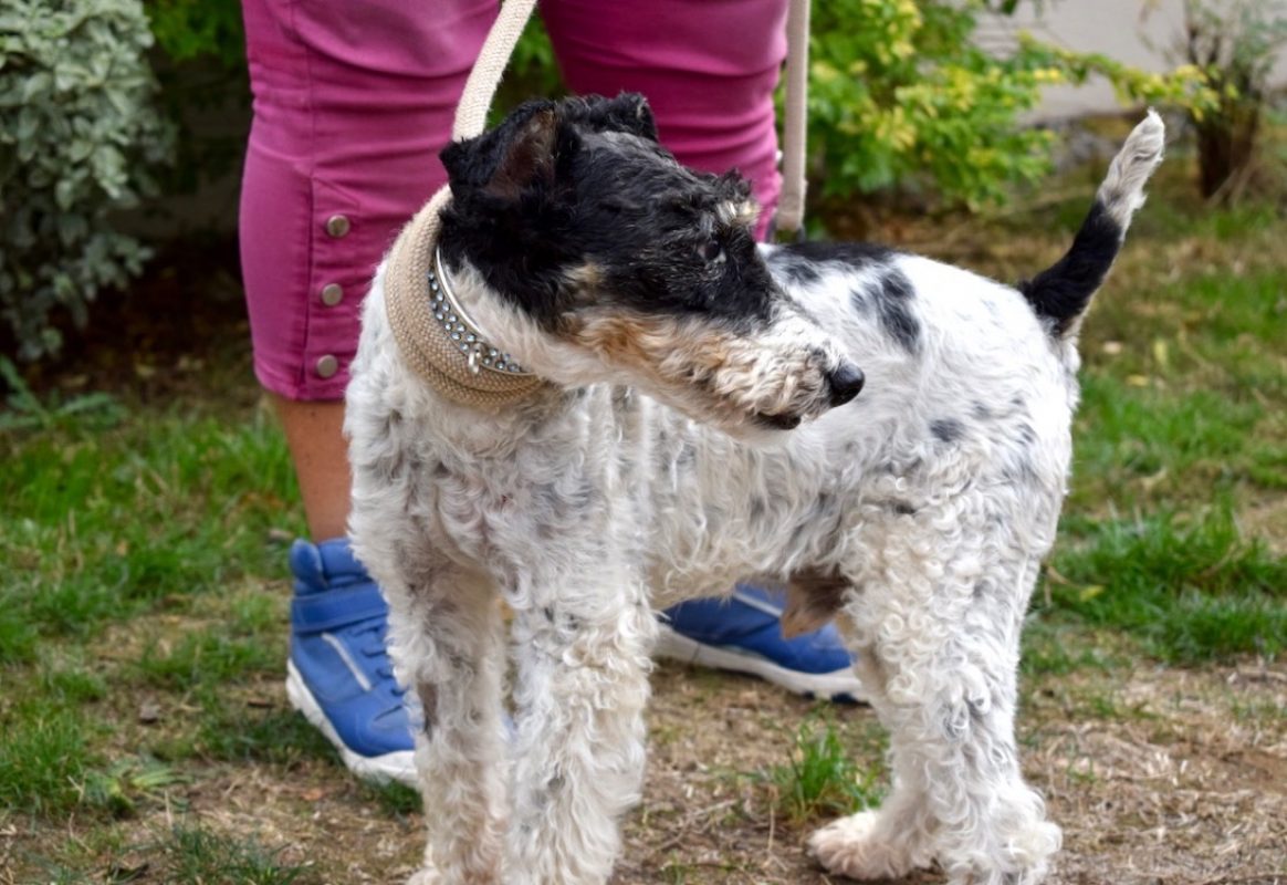 Virgule - Chien à adopter - photo 2