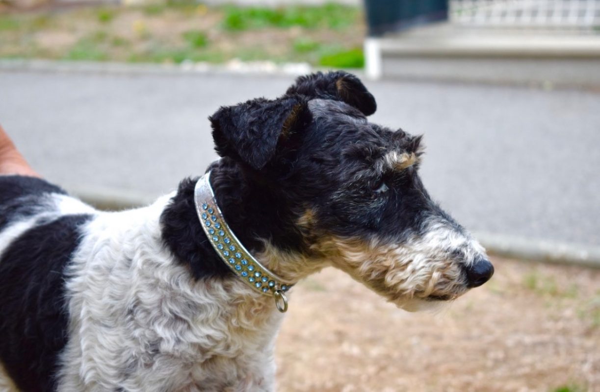Virgule - Chien à adopter - photo 3