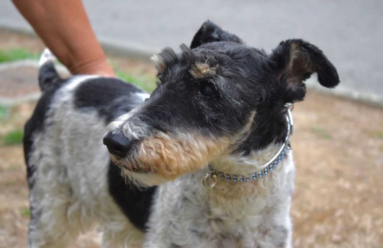 Virgule - Chien à adopter - photo 4