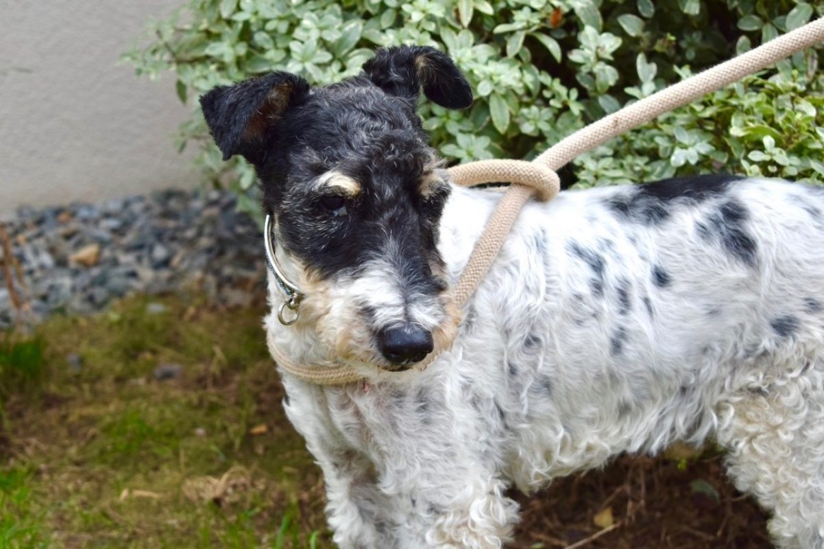 Virgule - Chien à adopter - photo 5