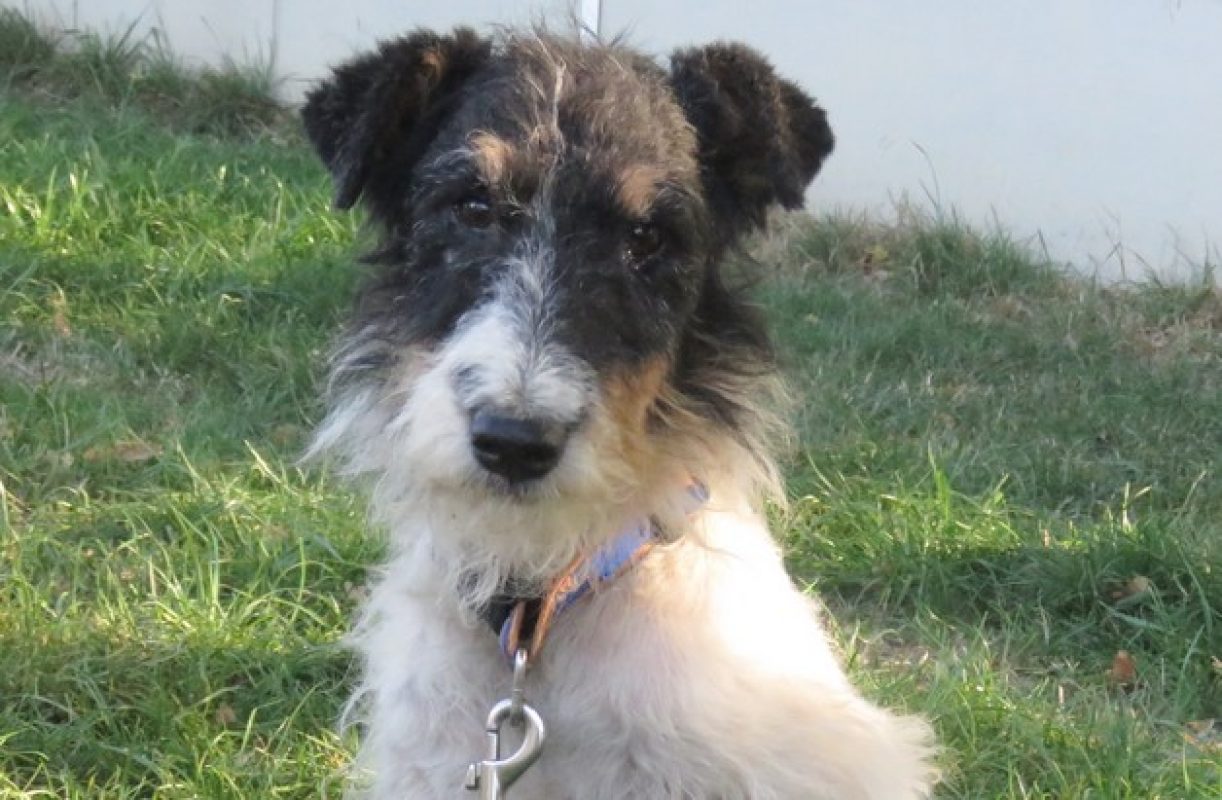 Virgule - Chien à adopter - photo 6