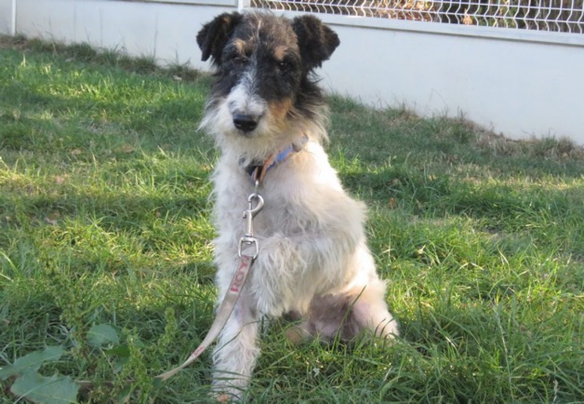 Virgule - Chien à adopter - photo 7