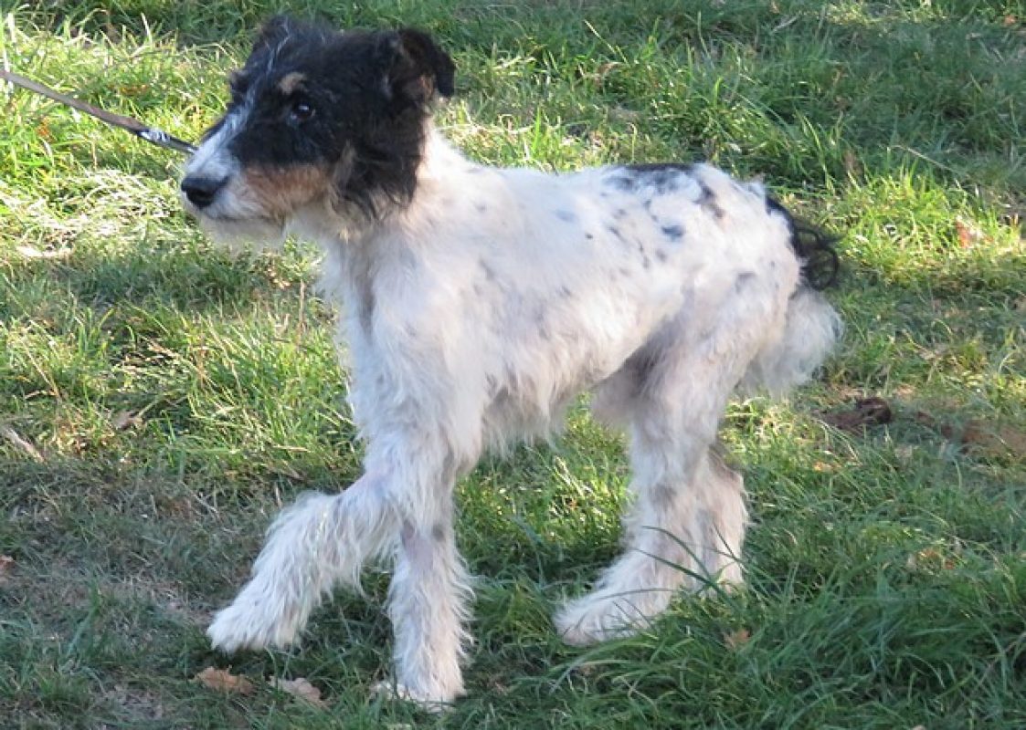 Virgule - Chien à adopter - photo 8