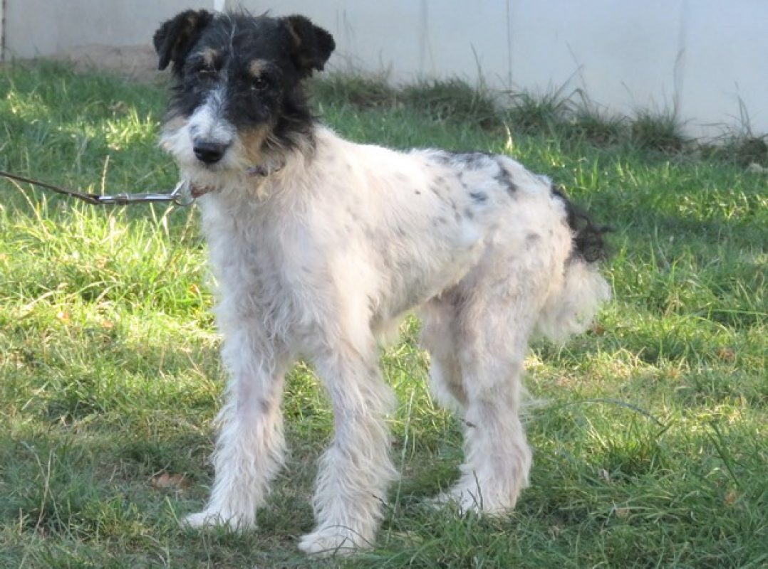Virgule - Chien à adopter - photo 9