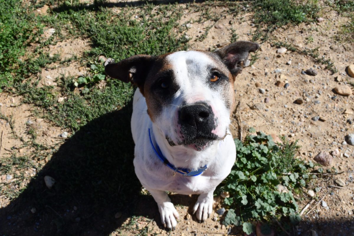 Dogi - Chien Bouledogue Américain à adopter