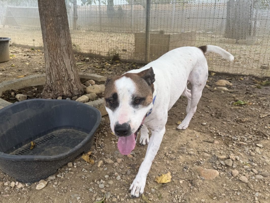 Dogi - Chien Bouledogue Américain à adopter - photo 2