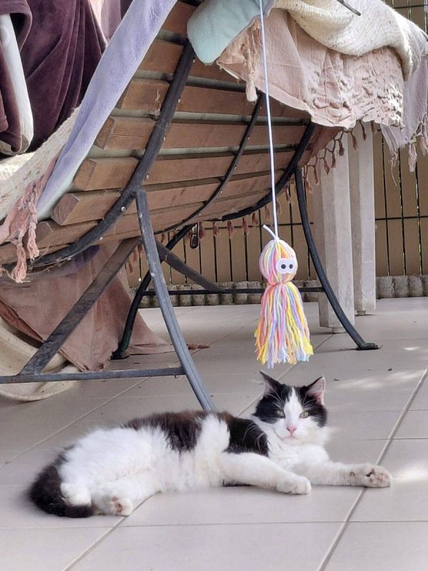 BELLA - Chat Européen à adopter