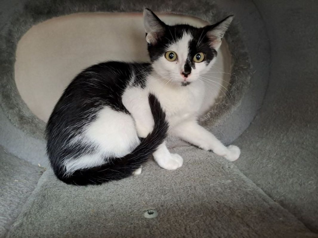 Berlioz - Chat Européen à adopter