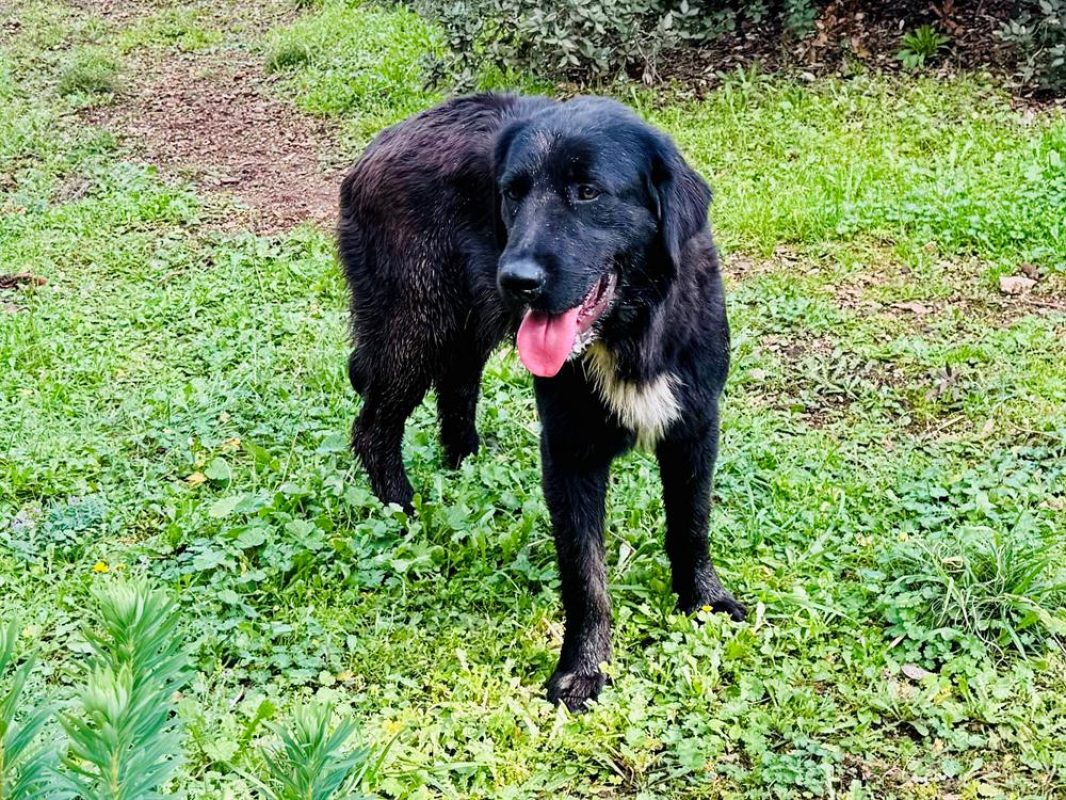 Leo - Chien à adopter