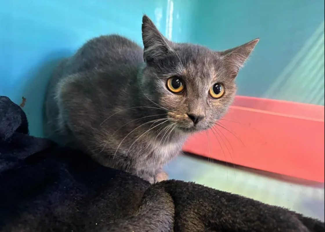 Joline - Chat Européen à adopter