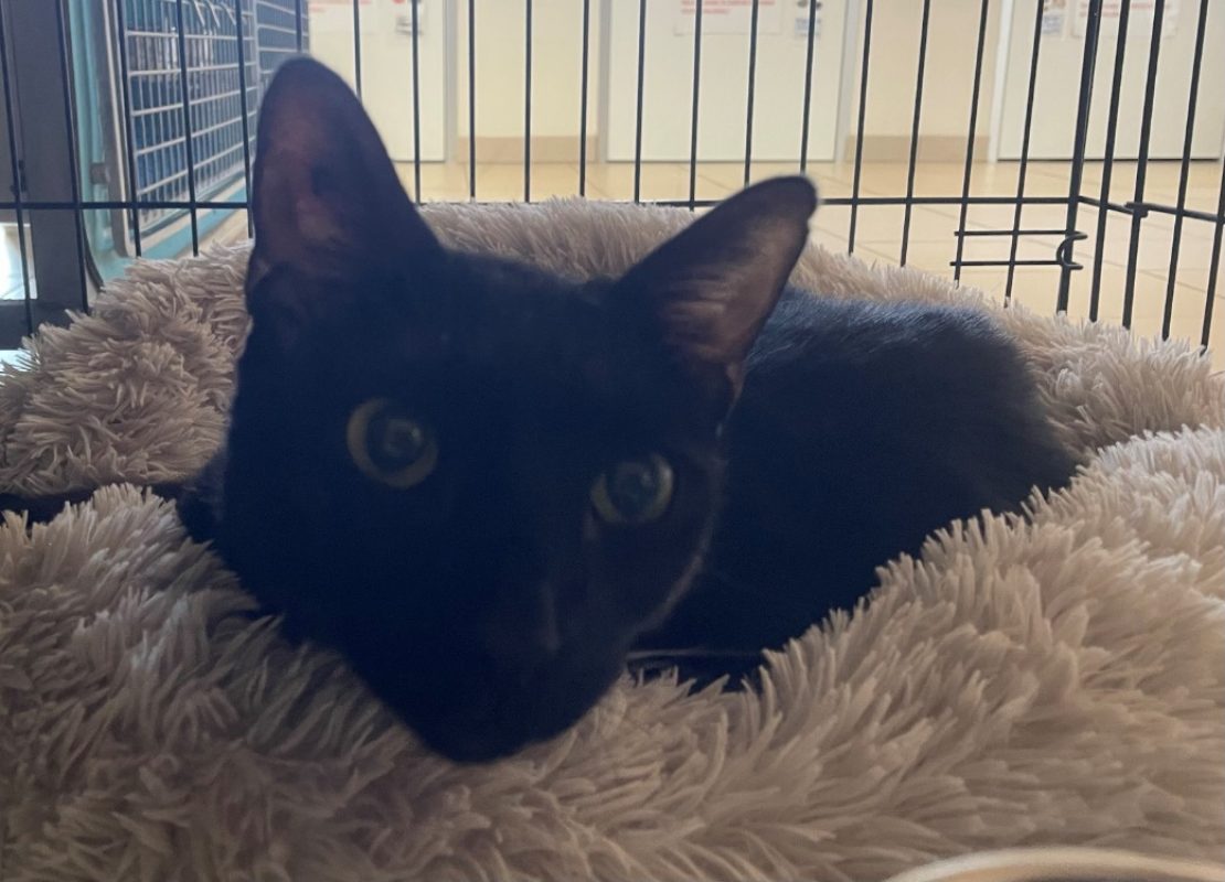 Angel - Chat Européen à adopter