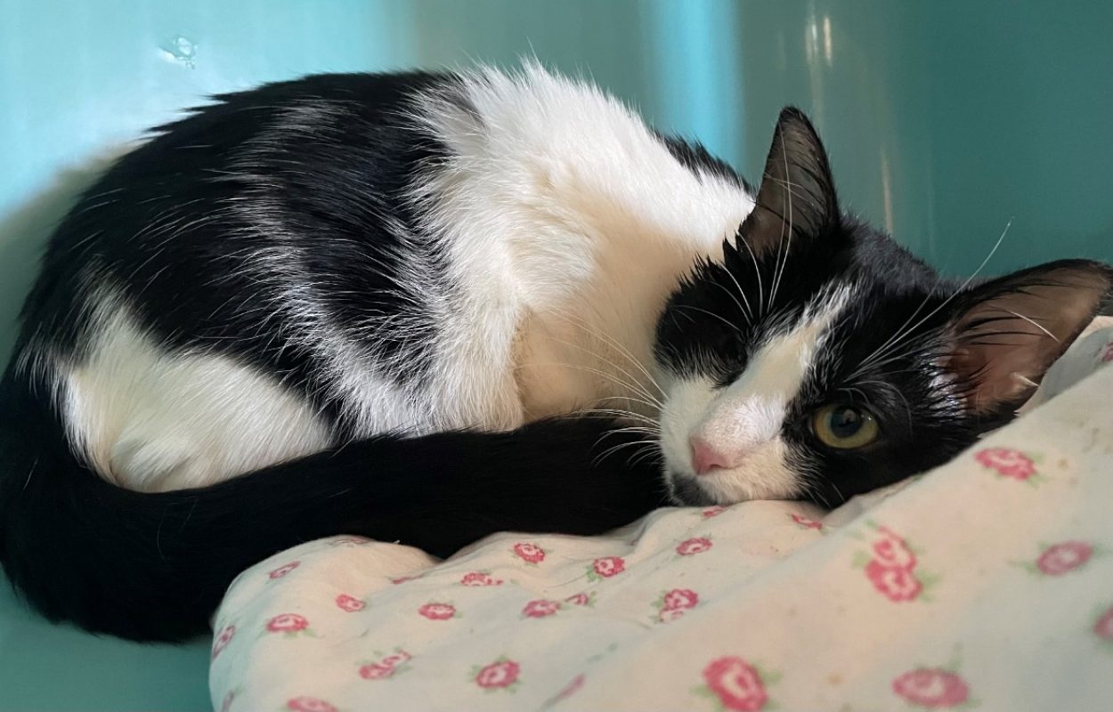 Minette - Chat Européen à adopter