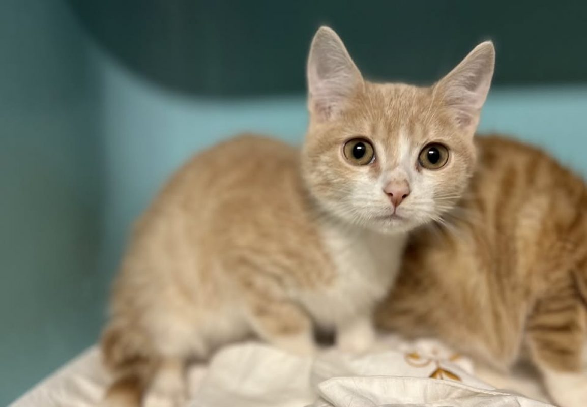 Denti fraise - Chat Européen à adopter