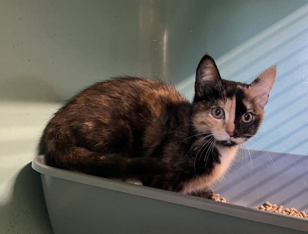 Chiclette - Chat Européen à adopter