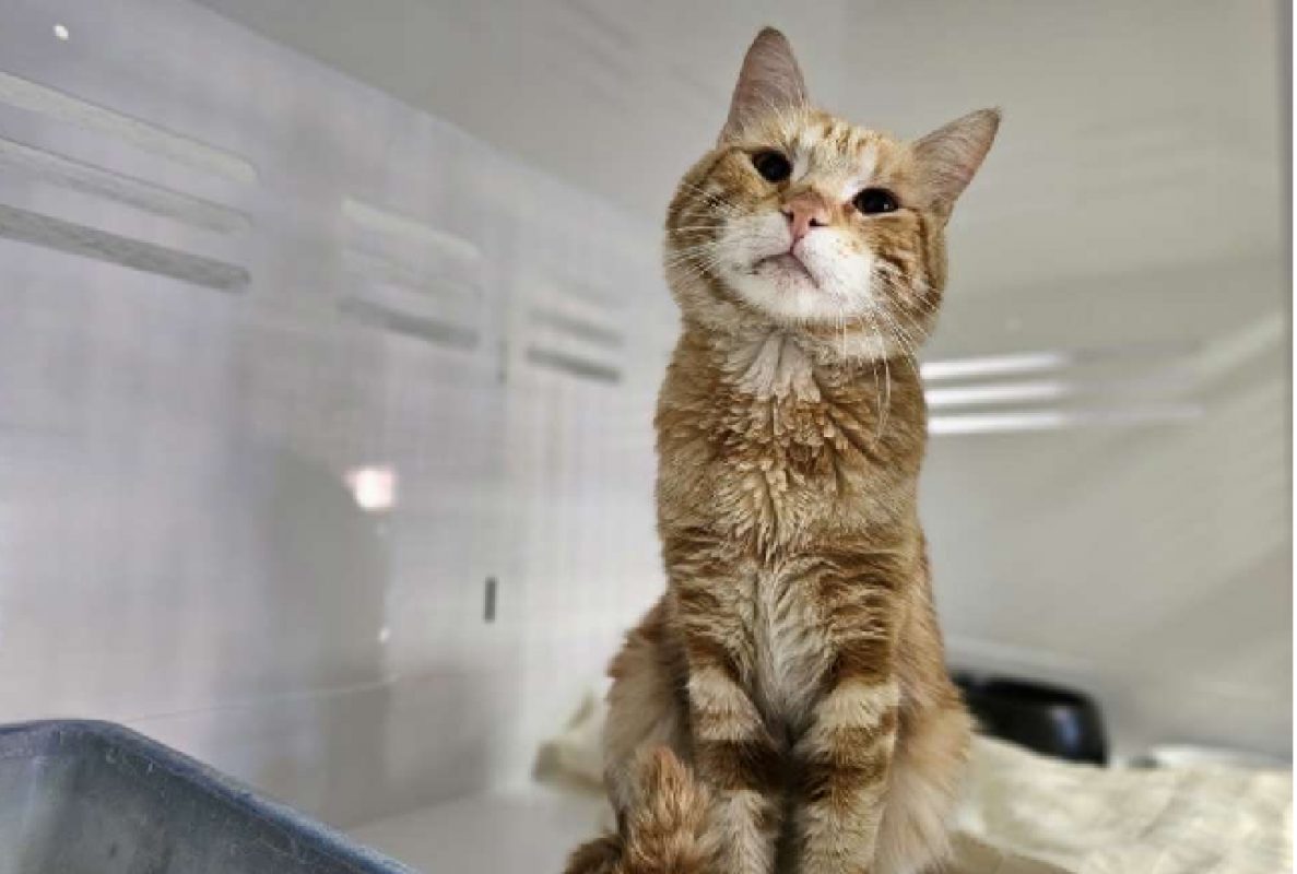 Trump - Chat Européen à adopter - photo 2