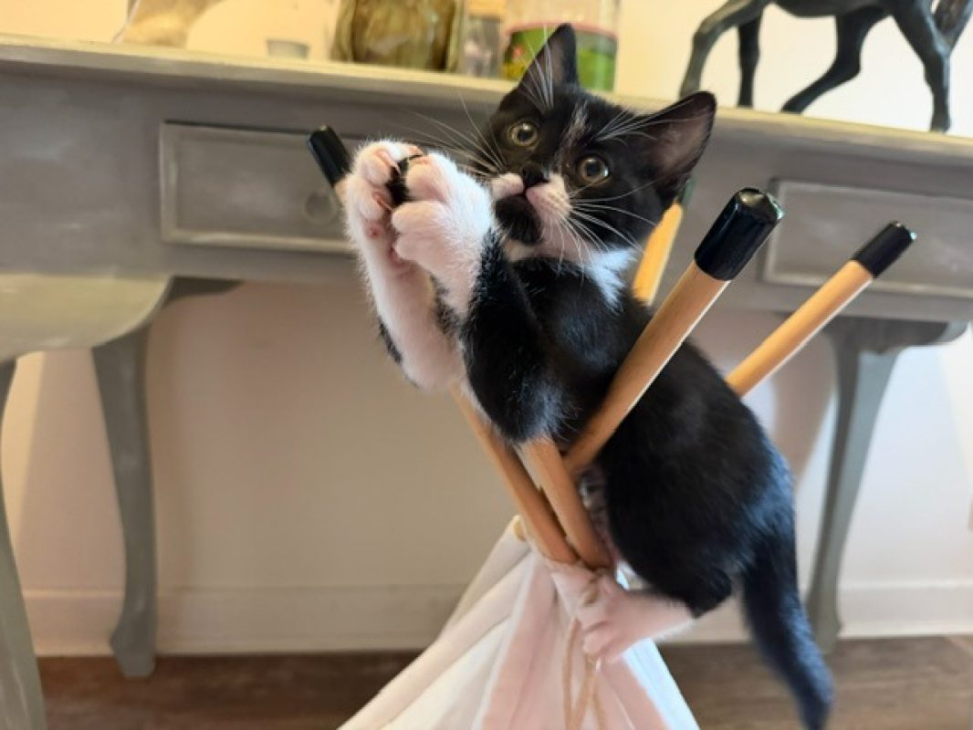 Brouillon - Chat Européen à adopter