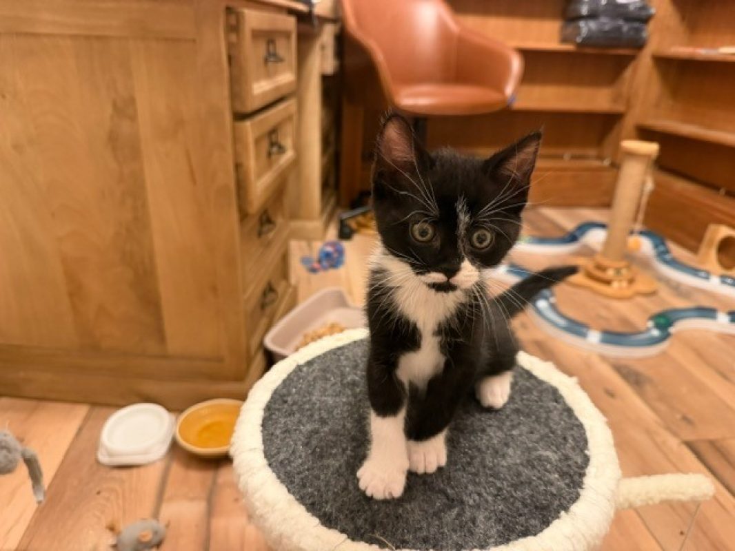 Brouillon - Chat Européen à adopter - photo 2