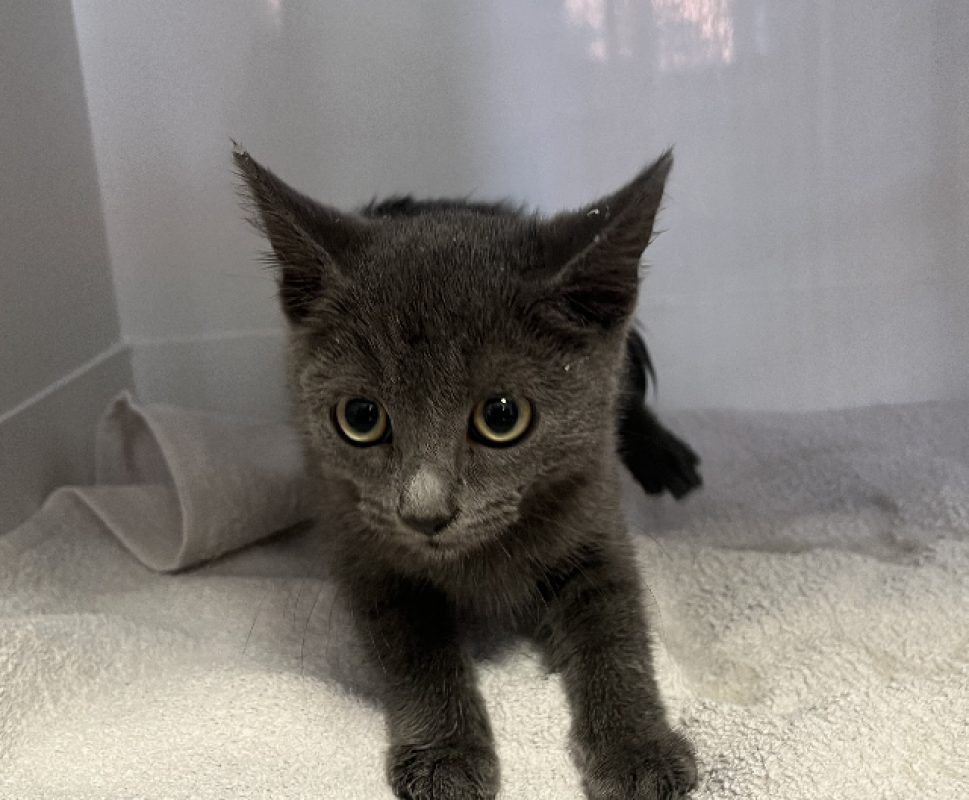 Automne - Chat Européen à adopter