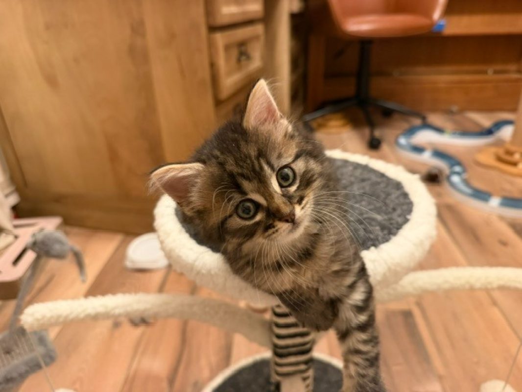 Barbouille - Chat Européen à adopter