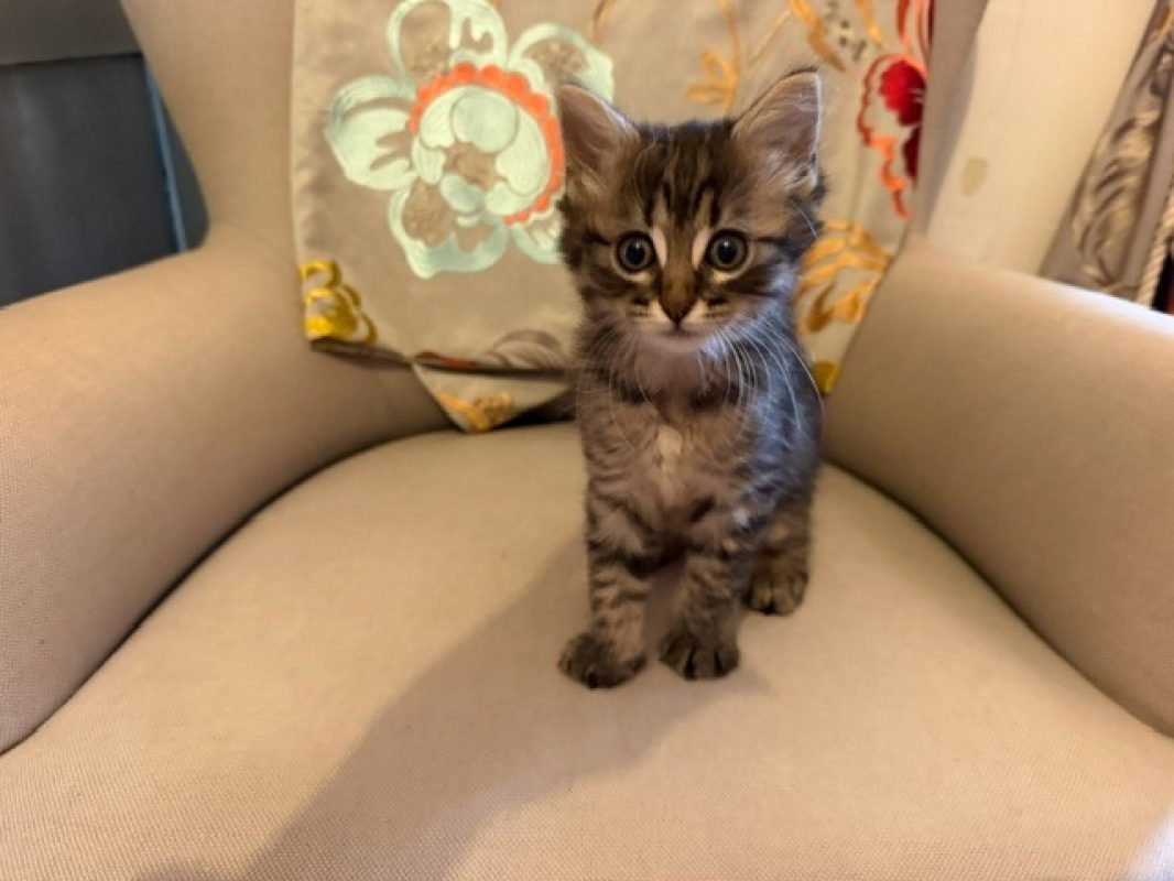 Barbouille - Chat Européen à adopter - photo 3