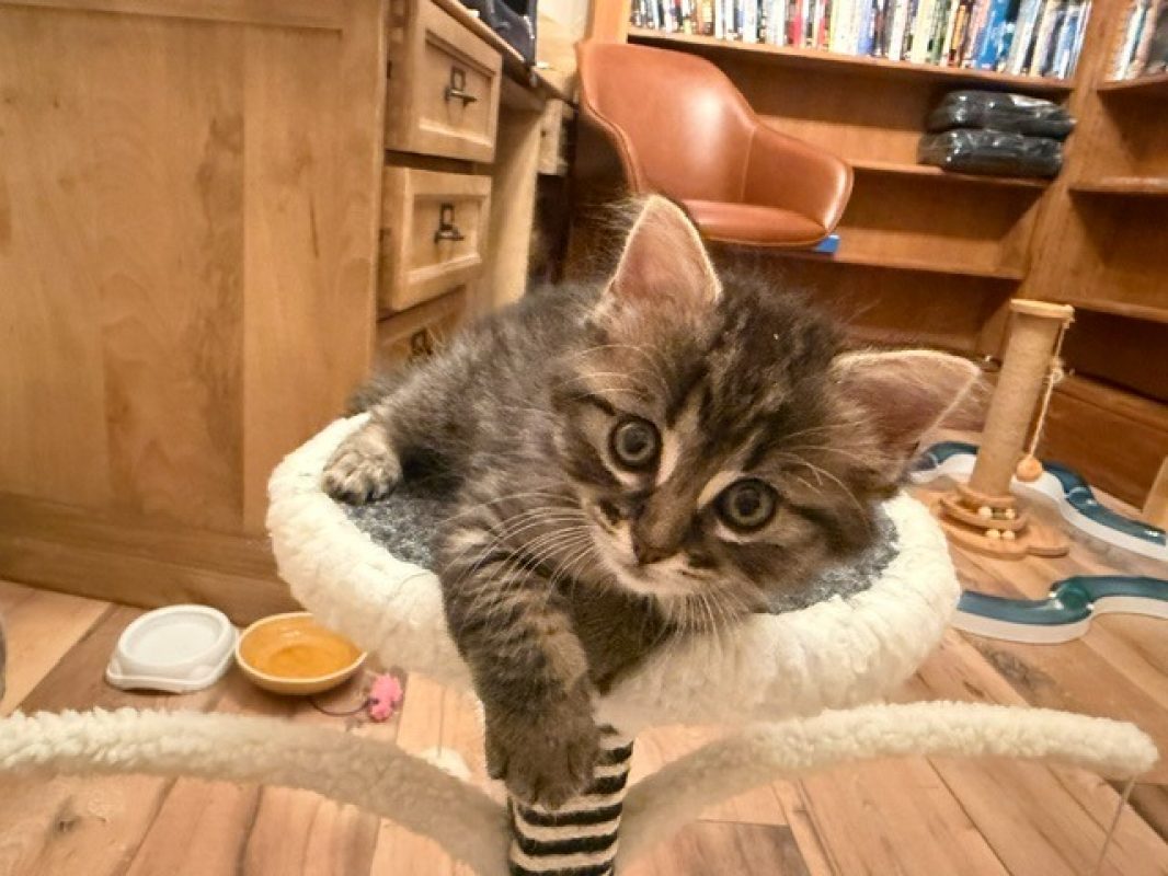 Esquisse - Chat Européen à adopter