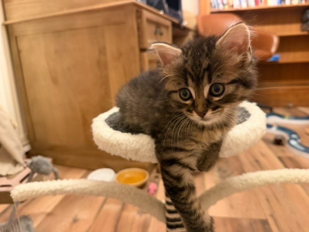 Esquisse - Chat Européen à adopter - photo 2