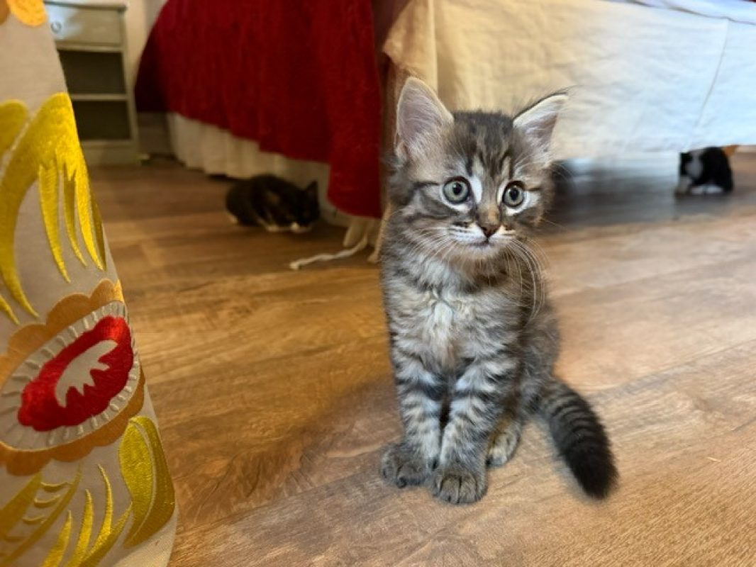 Esquisse - Chat Européen à adopter - photo 3