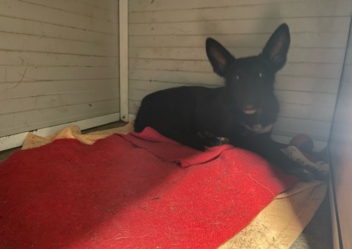 Wiki - Chien à adopter