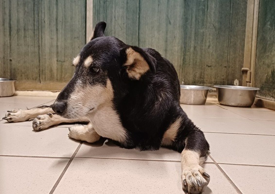 Yume - Chien à adopter