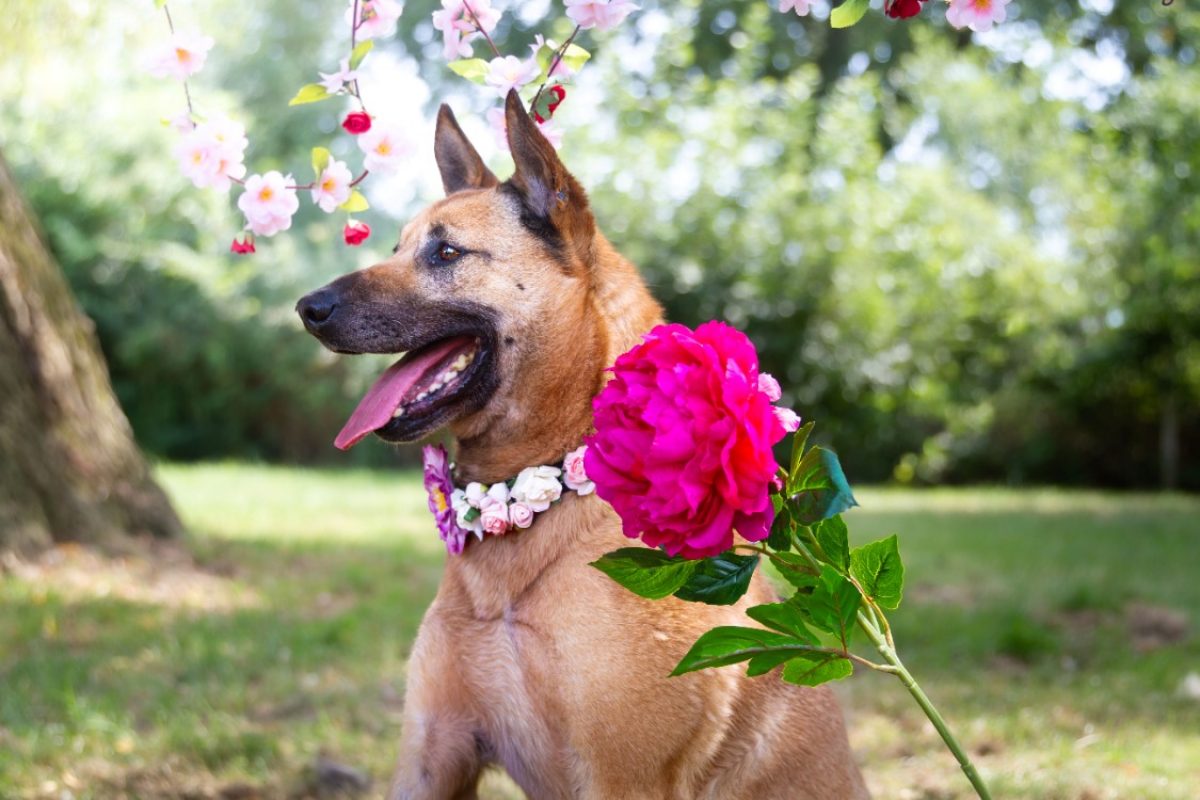 Gold - Chien Berger Belge Malinois à adopter