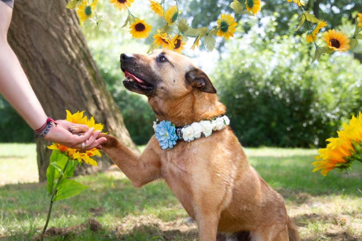 Gold - Chien Berger Belge Malinois à adopter - photo 2