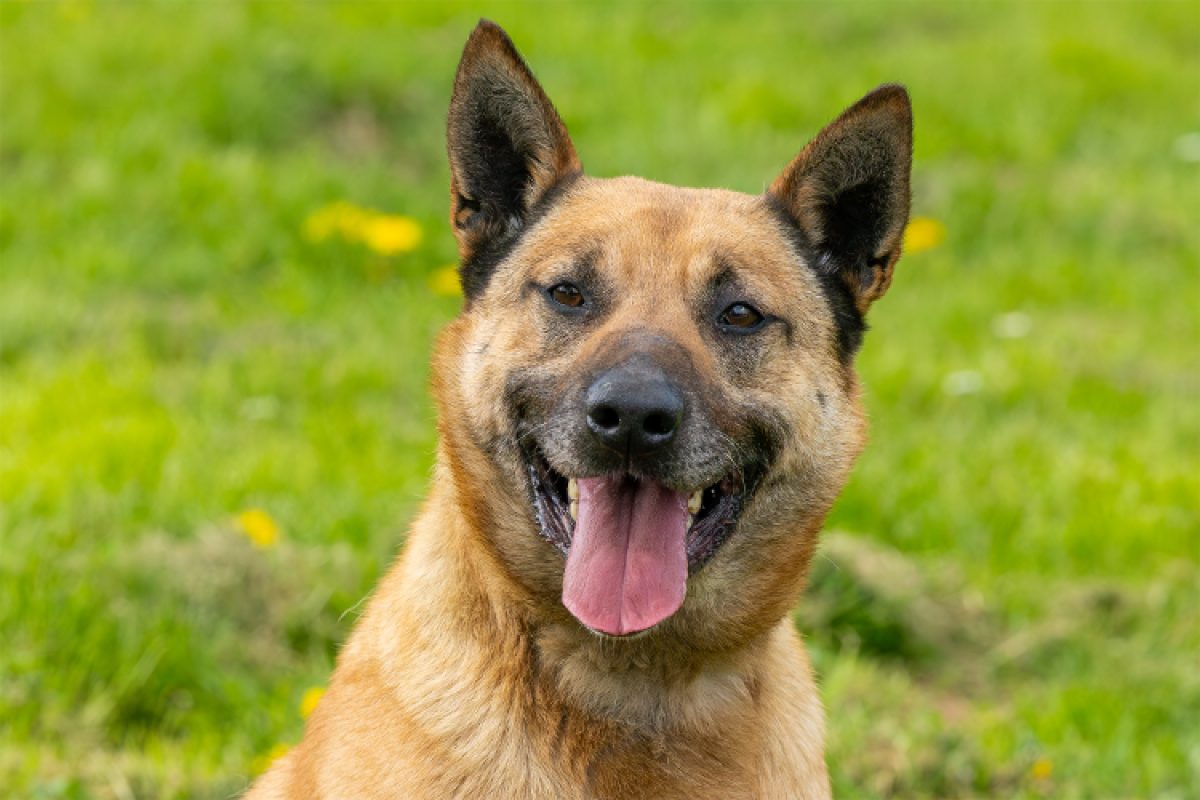 Gold - Chien Berger Belge Malinois à adopter - photo 3