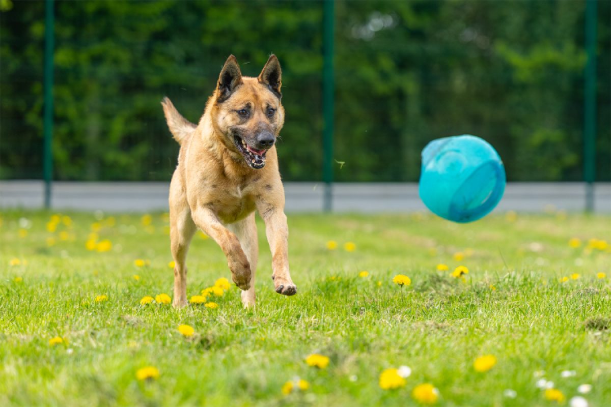 Gold - Chien Berger Belge Malinois à adopter - photo 4