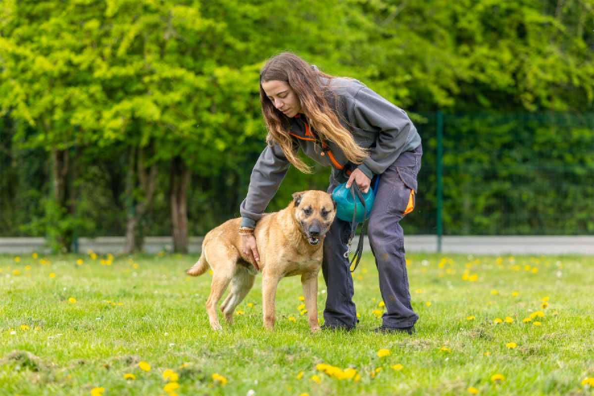 Gold - Chien Berger Belge Malinois à adopter - photo 6