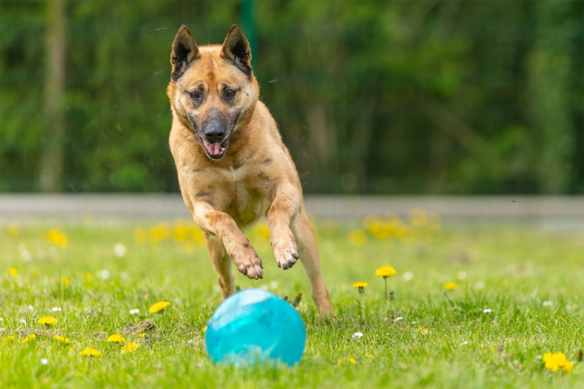 Gold - Chien Berger Belge Malinois à adopter - photo 7
