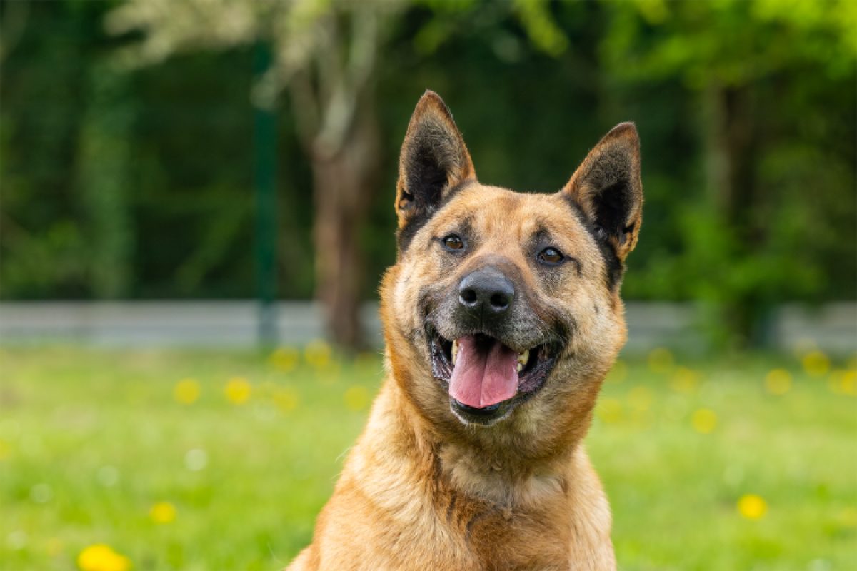Gold - Chien Berger Belge Malinois à adopter - photo 8