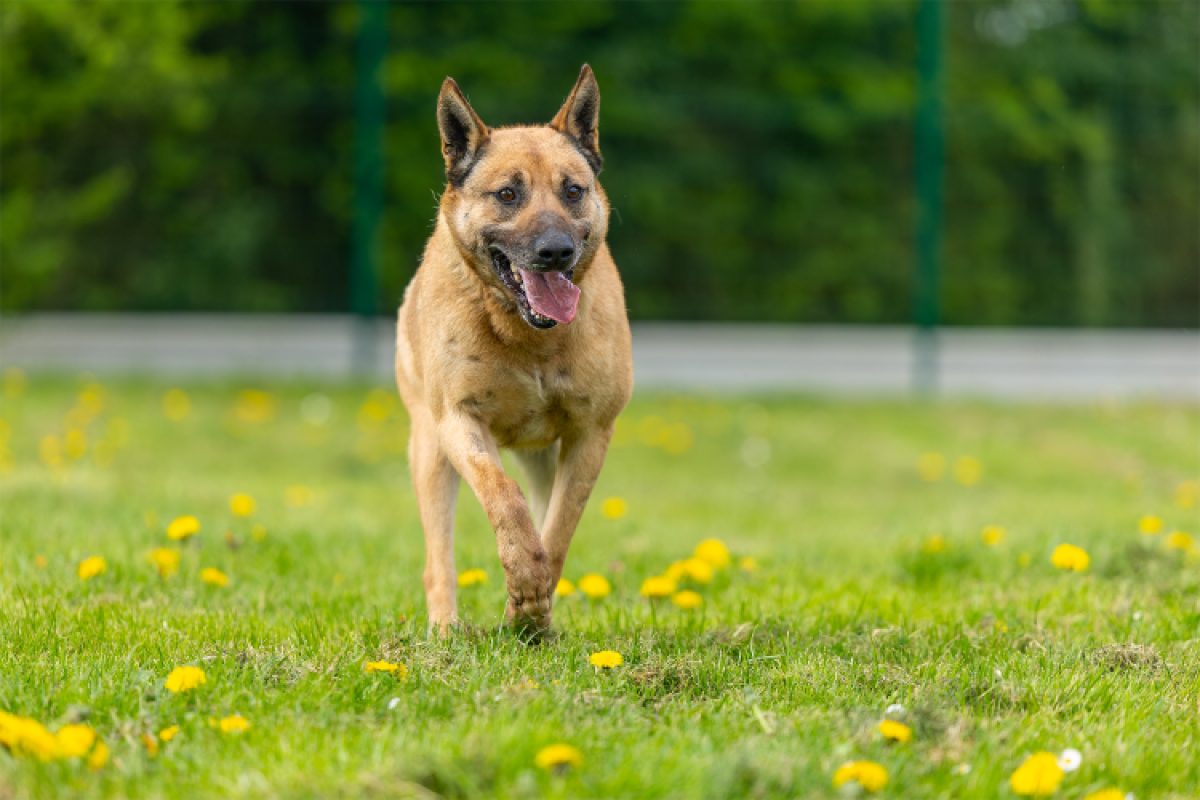 Gold - Chien Berger Belge Malinois à adopter - photo 9